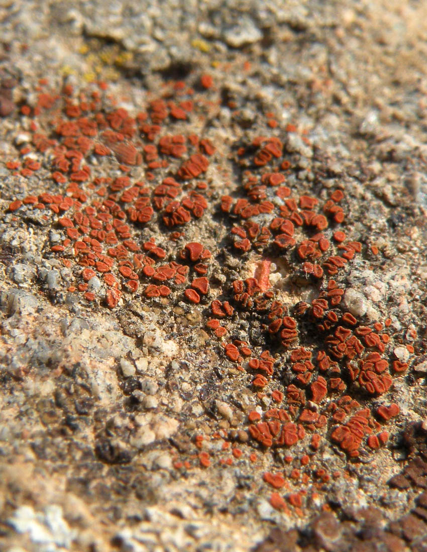 Caloplaca crenularia sensu lato?